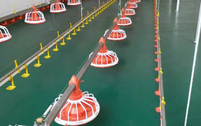 全自动养鸡装备水线的这两个问题你都知道吗？