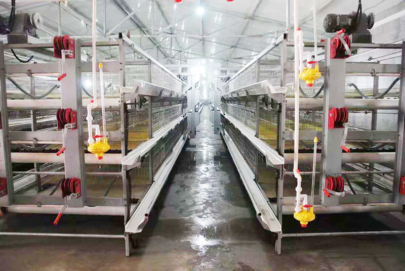 肉鸡行情，，及养殖肉鸡装备