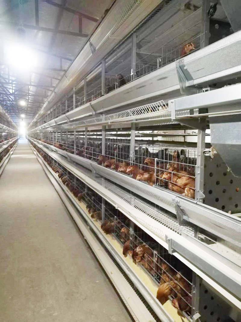 养殖用蛋鸡装备包括那些详细的？