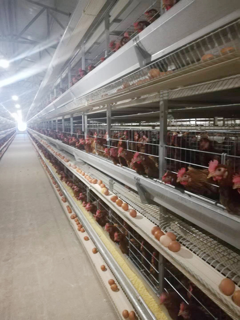 你知道蛋鸡装备的装置要领有哪些吗？？？