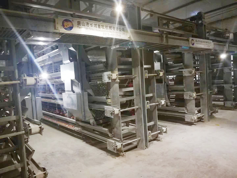 蛋鸡装备该怎样举行使用呢？？？