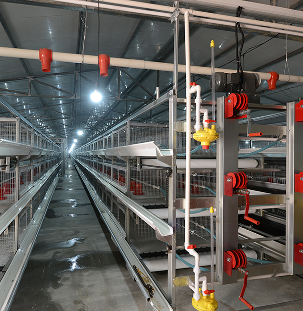 使用肉鸡装备时怎样对肉鸡笼子举行消毒？？