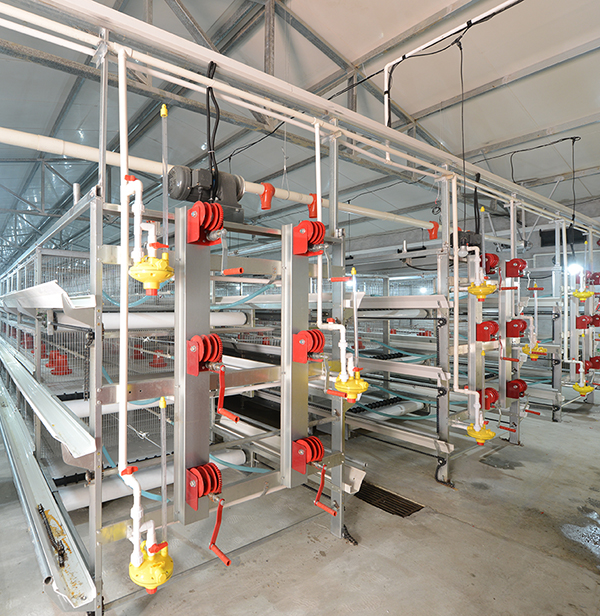 南宫NG28畜牧肉鸡装备笼养与网养的区别