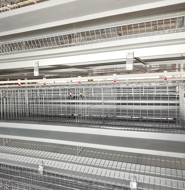 某集团肉鸡装备操作治理规范，，，珍藏吧！！！