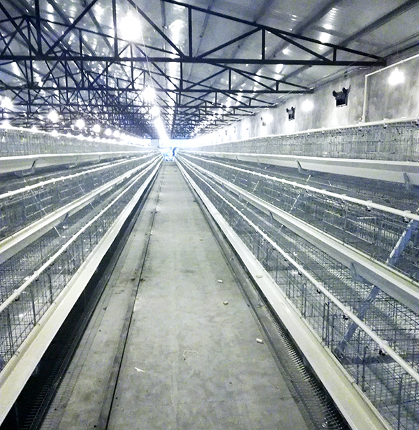 蛋鸡装备应该怎样选。？？蹊径式好照旧层叠式好呢？？