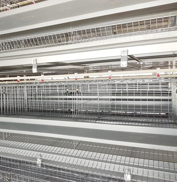 使用全自动养鸡装备养鸡用什么饲料好？？